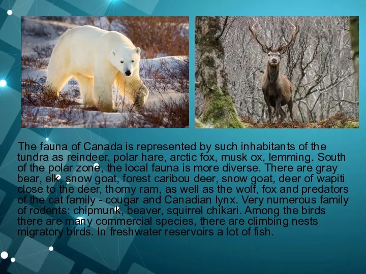 The fauna of Canada is represented by such inhabitants of