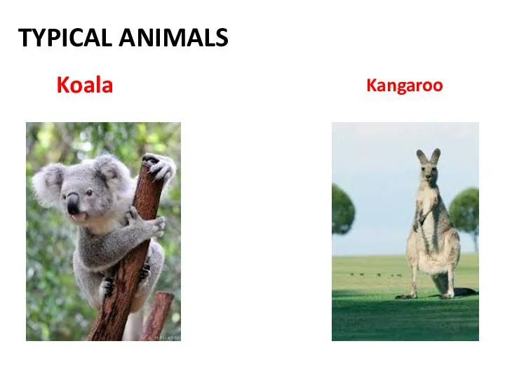TYPICAL ANIMALS Koala Kangaroo