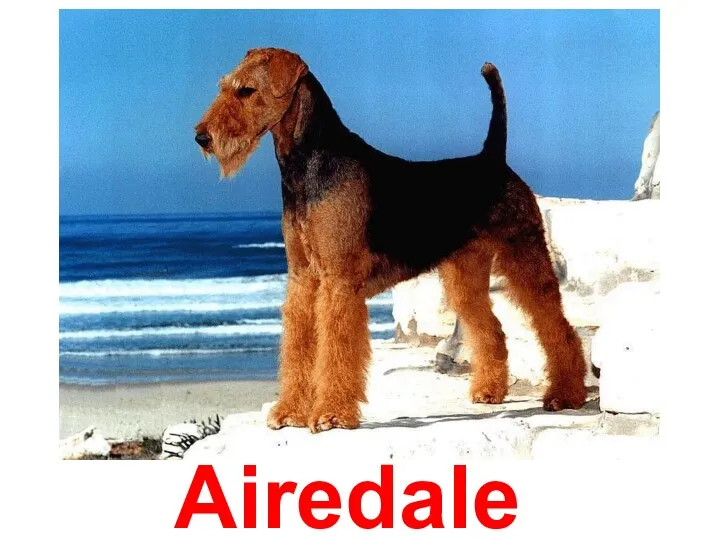 Airedale