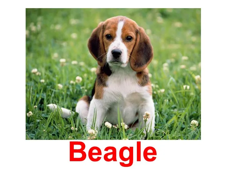 Beagle