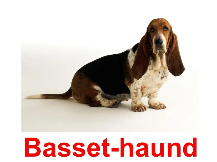 Basset-haund