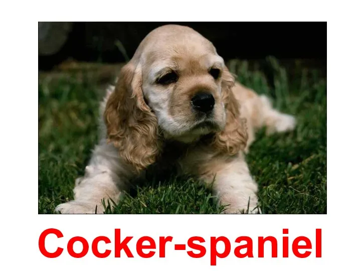 Cocker-spaniel