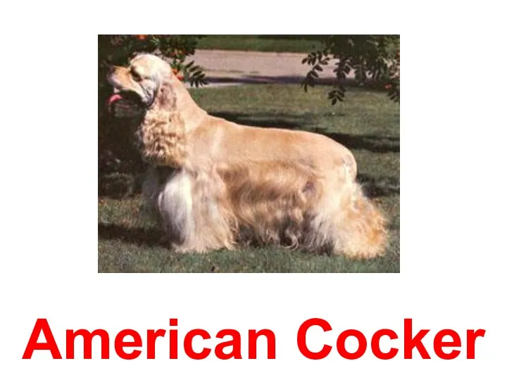 American Cocker