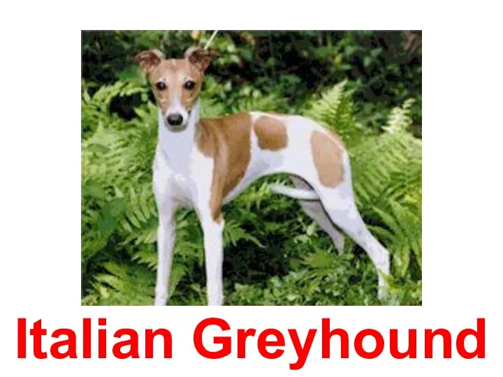 Italian Greyhound