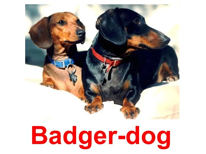 Badger-dog