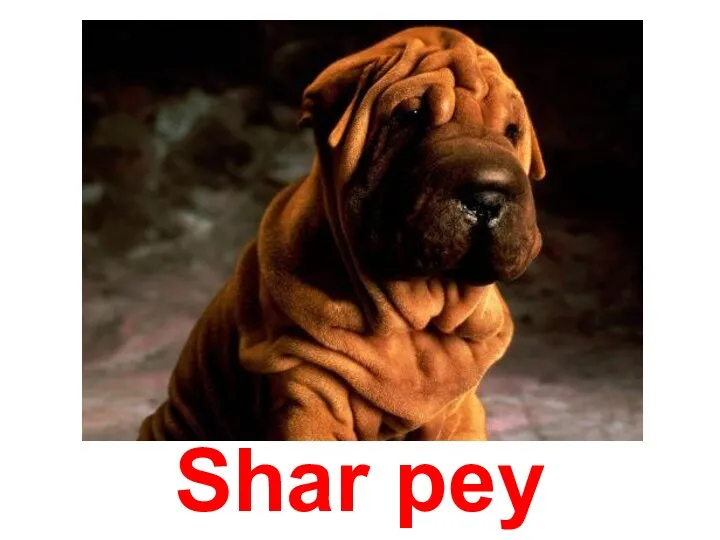 Shar pey