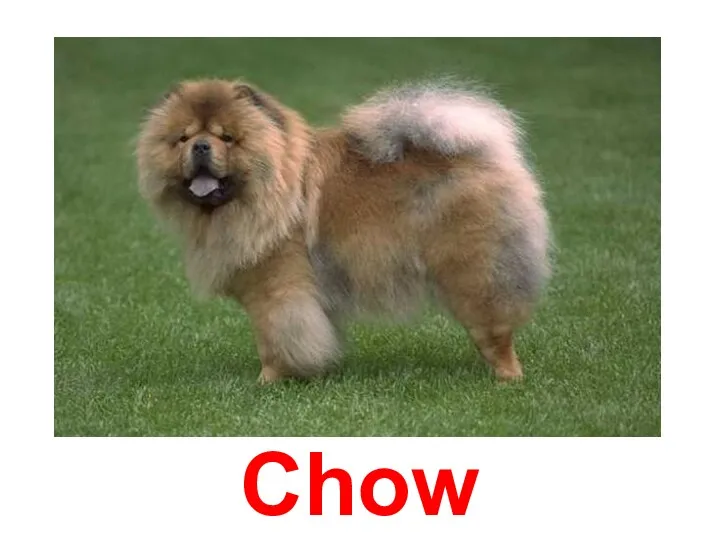 Chow