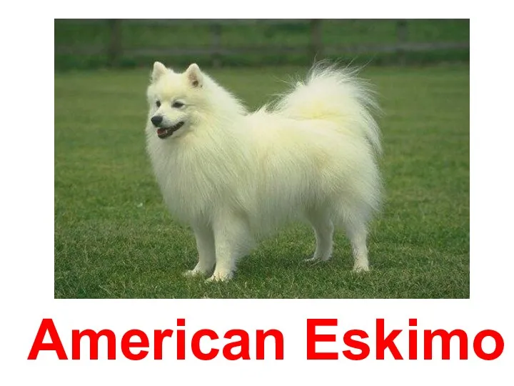 American Eskimo