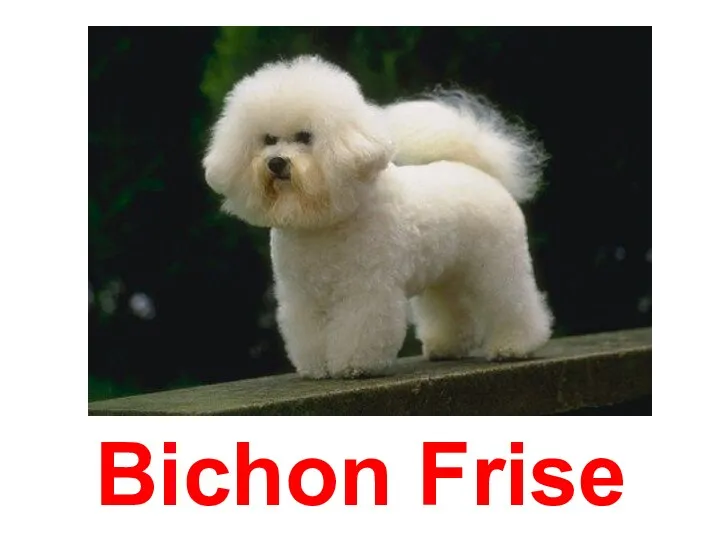 Bichon Frise