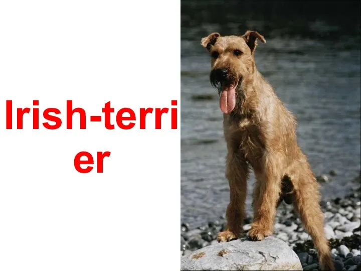 Irish-terrier