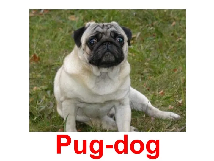 Pug-dog