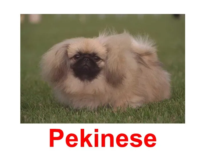 Pekinese