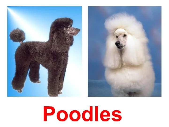 Poodles