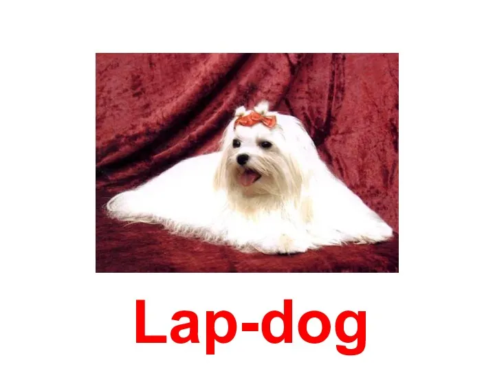 Lap-dog