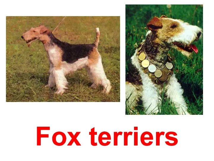 Fox terriers