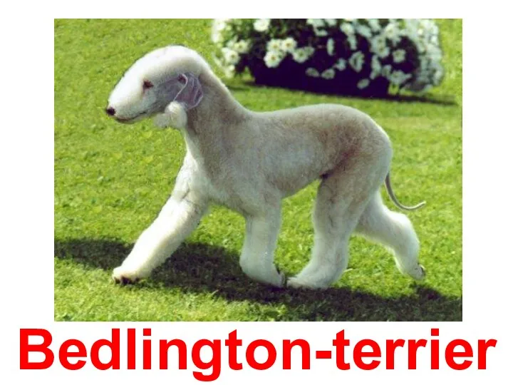 Bedlington-terrier