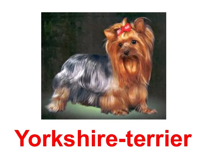 Yorkshire-terrier