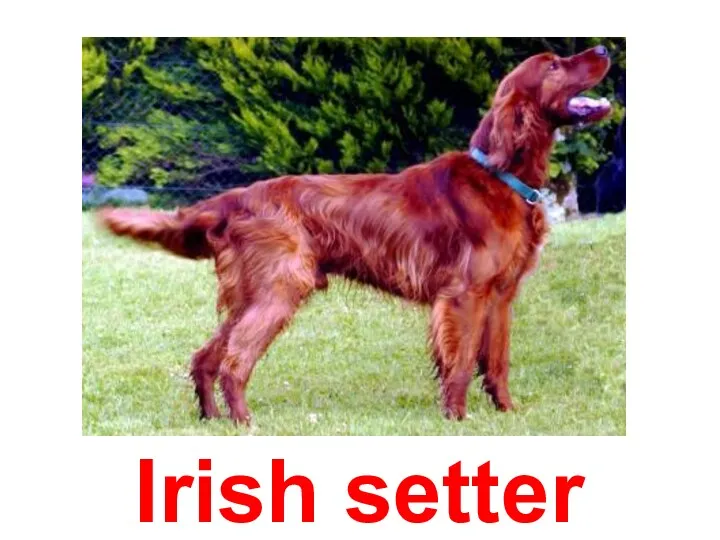 Irish setter