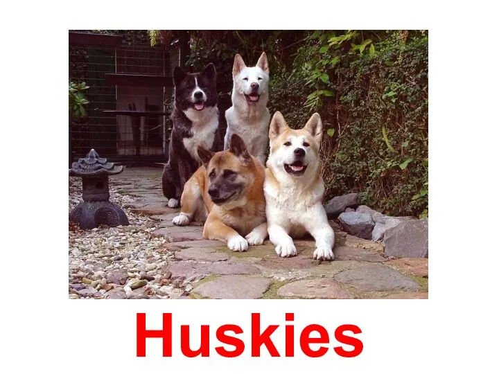 Huskies