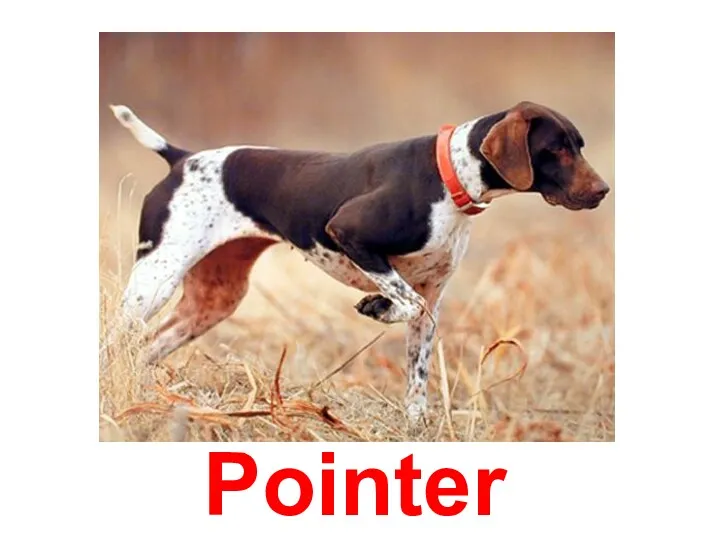 Pointer