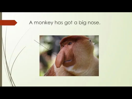 A monkey has got a big nose.