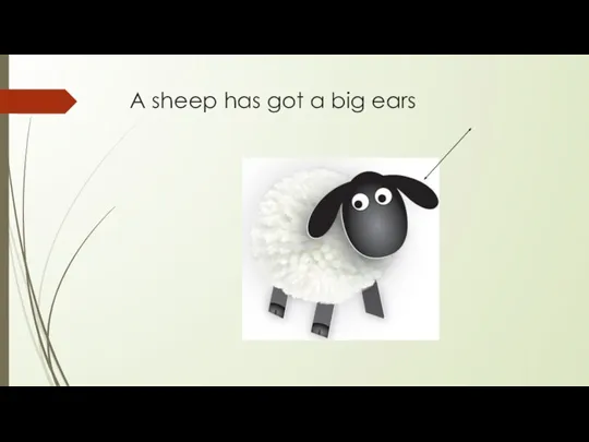 A sheep has got a big ears