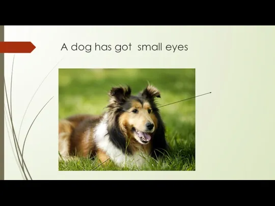 A dog has got small eyes