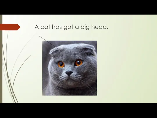 A cat has got a big head.