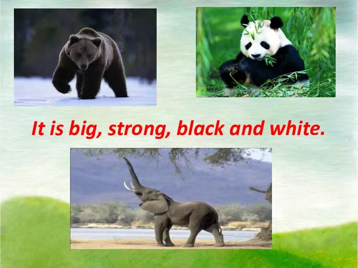 It is big, strong, black and white.