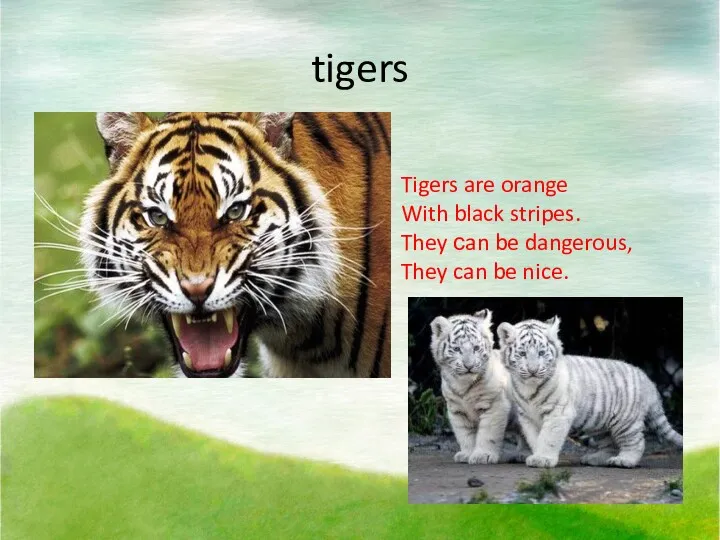 tigers Tigers are orange With black stripes. They сan be dangerous, They can be nice.