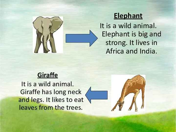 Elephant It is a wild animal. Elephant is big and