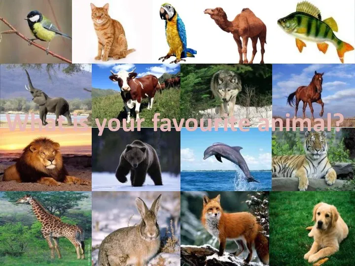 What is your favourite animal?