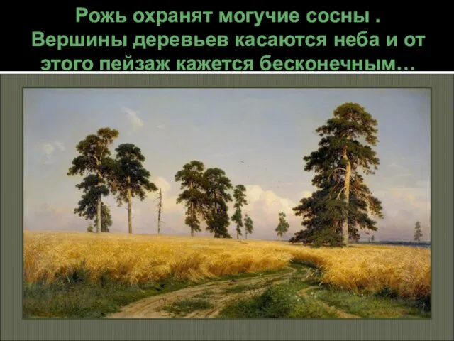 Рожь охранят могучие сосны . Вершины деревьев касаются неба и от этого пейзаж кажется бесконечным…