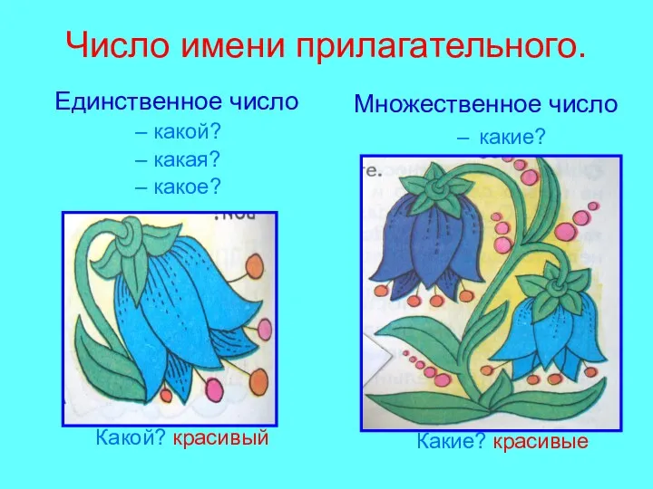 Число имени прилагательного. Единственное число какой? какая? какое? Какой? красивый Множественное число какие? Какие? красивые