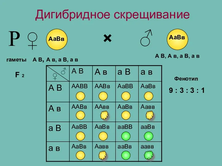 Дигибридное скрещивание Р ♀ АаВв × ♂ АаВв гаметы А