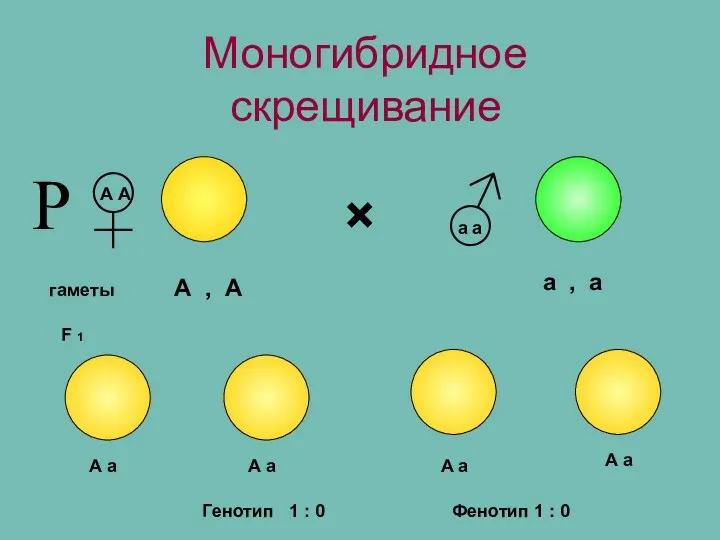 Моногибридное скрещивание × ♀ ♂ гаметы А А а а