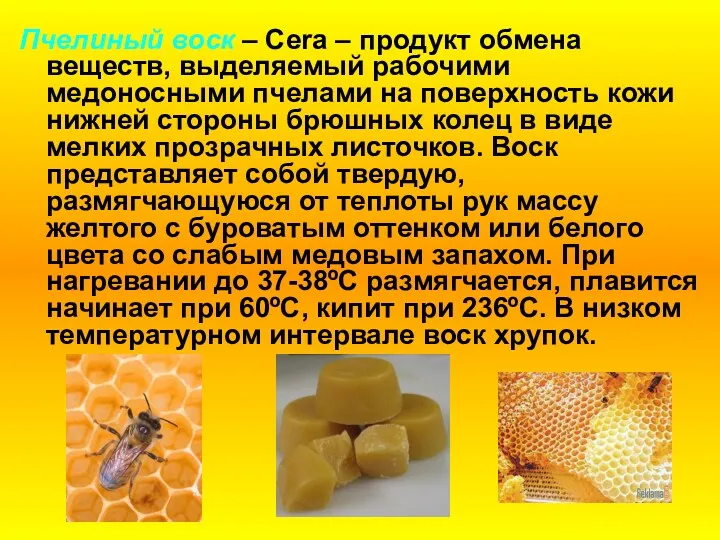 Пчелиный воск – Cera – продукт обмена веществ, выделяемый рабочими