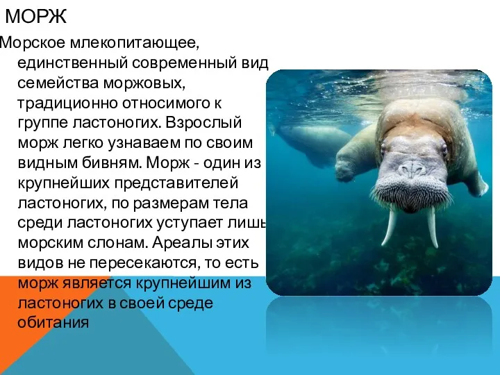 МОРЖ Морское млекопитающее, единственный современный вид семейства моржовых, традиционно относимого