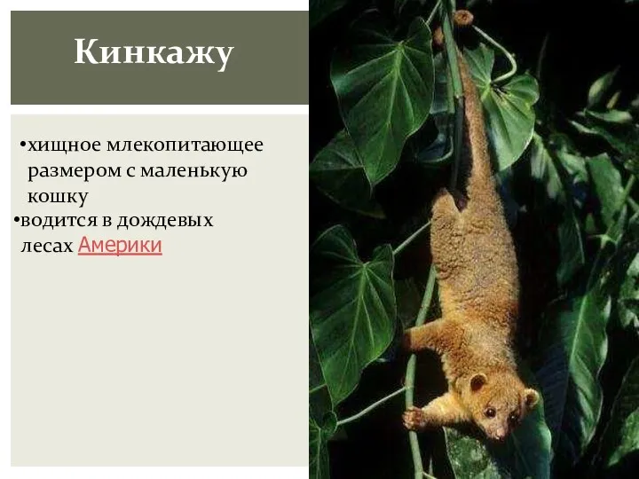 Кинкажу хищное млекопитающее размером с маленькую кошку водится в дождевых лесах Америки