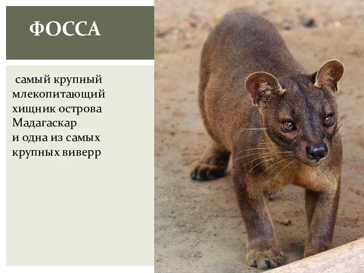 ФОССА самый крупный млекопитающий хищник острова Мадагаскар и одна из самых крупных виверр