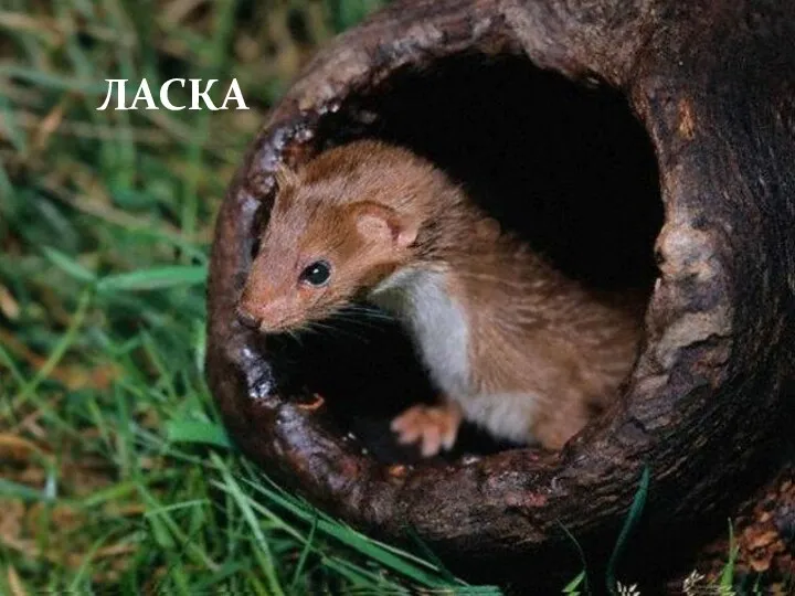 ЛАСКА