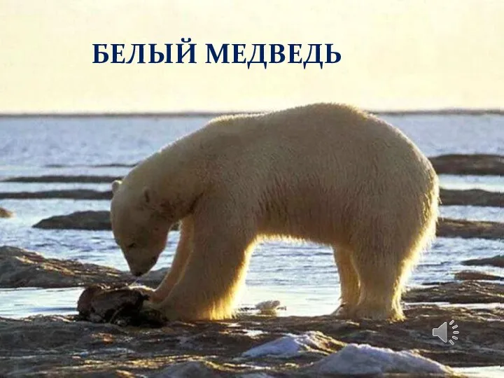 БЕЛЫЙ МЕДВЕДЬ