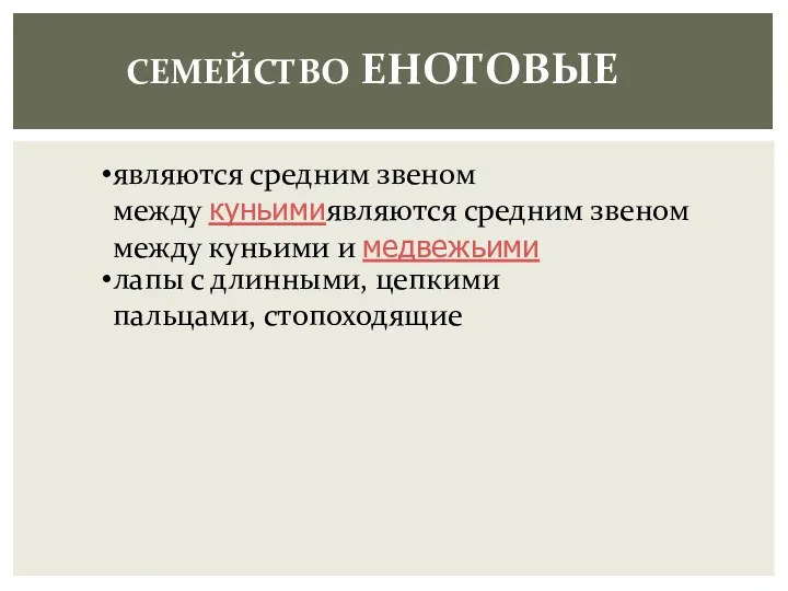 СЕМЕЙСТВО ЕНОТОВЫЕ являются средним звеном между куньимиявляются средним звеном между