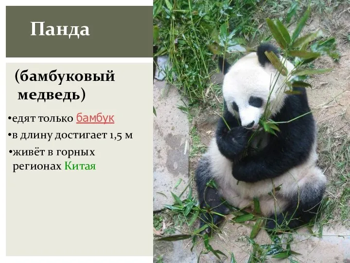 Панда (бамбуковый медведь) живёт в горных регионах Китая в длину достигает 1,5 м едят только бамбук