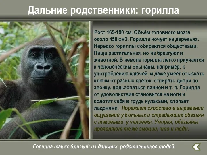 Дальние родственники: горилла Рост 165-190 см. Объём головного мозга около 450 см3. Горилла