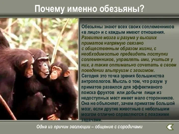 Почему именно обезьяны? Обезьяны знают всех своих соплеменников «в лицо» и с каждым