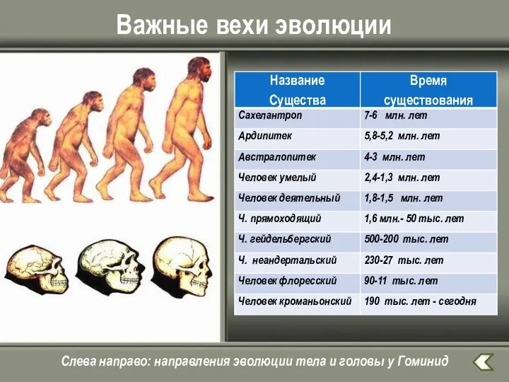 Важные вехи эволюции Слева направо: направления эволюции тела и головы у Гоминид