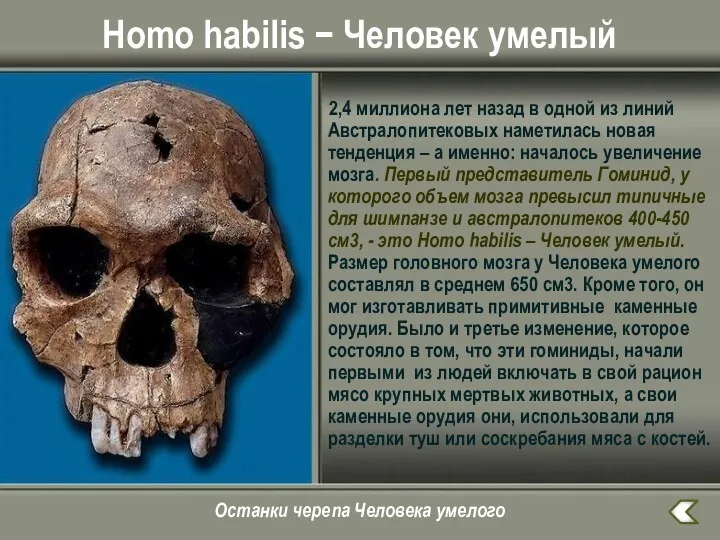 Homo habilis − Человек умелый 2,4 миллиона лет назад в одной из линий