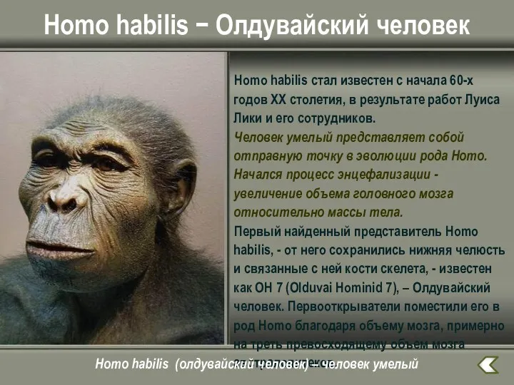 Homo habilis − Олдувайский человек Homo habilis стал известен с начала 60-х годов
