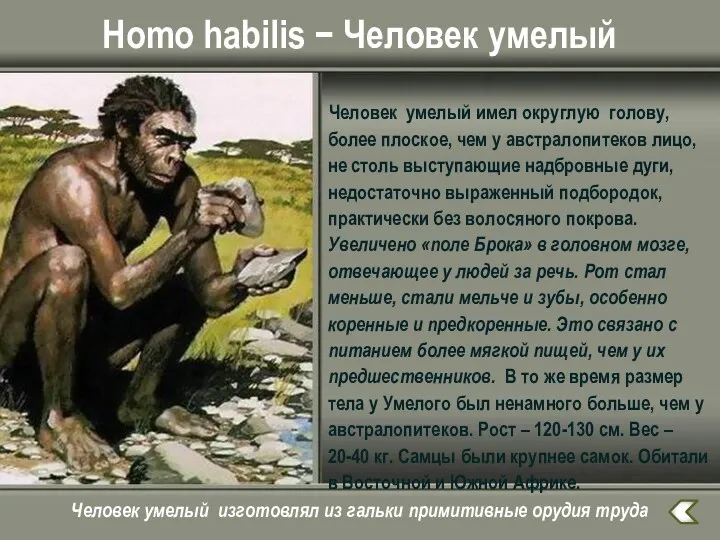Homo habilis − Человек умелый Человек умелый имел округлую голову, более плоское, чем